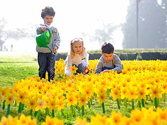 Daffodil day today